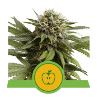 Apple Fritter Auto (Royal Queen Seeds)