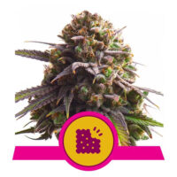 Biscotti Feminized (Royal Queen Seeds)