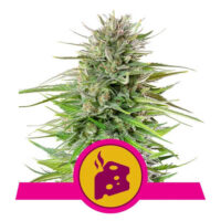 Blue Cheese Feminized (Royal Queen Seeds)