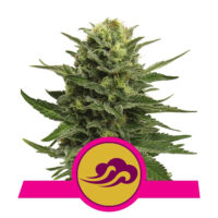 Blue Mystic Feminized (Royal Queen Seeds)
