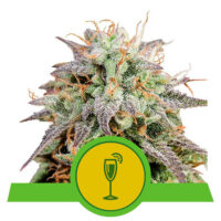 Mimosa Auto (Royal Queen Seeds)