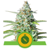Northern Light Auto (Royal Queen Seeds)