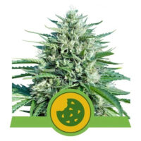 Royal Cookies Auto (Royal Queen Seeds)